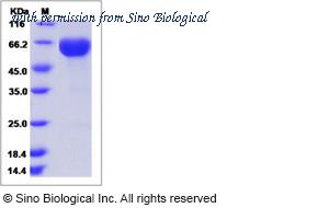 Sino Biological 10236-H02H image 1