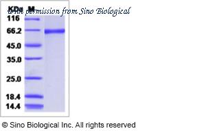 Sino Biological 11085-V08B image 1