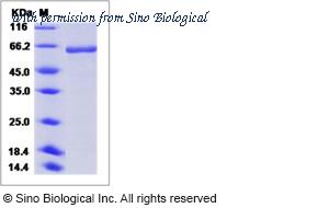 Sino Biological 11712-V08B image 1
