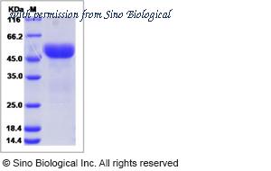 Sino Biological 13424-H08H image 1