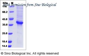 Sino Biological 15426-H05H image 1