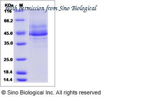 Sino Biological 15444-H01H image 1