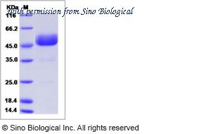 Sino Biological 15682-H02H image 1