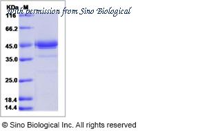 Sino Biological 50176-M01H image 1