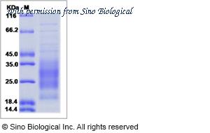 Sino Biological 51070-M08H image 1