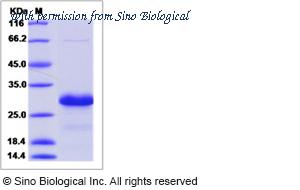 Sino Biological 51359-M07E image 1