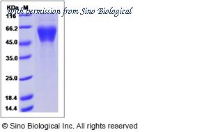 Sino Biological 16100-H08H image 1