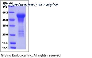 Sino Biological 16032-H08H image 1