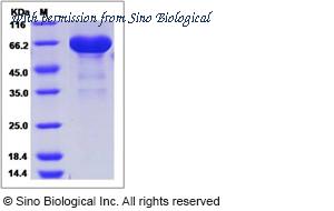 Sino Biological 16046-H07H image 1