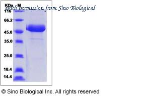 Sino Biological 16045-H02H image 1