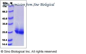 Sino Biological 16045-H08H image 1
