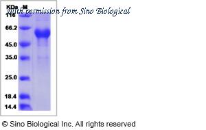 Sino Biological 16073-H02H image 1