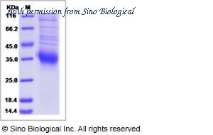 Sino Biological 16073-H08H image 1