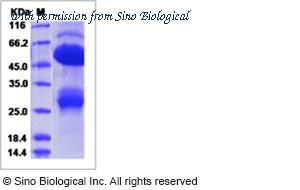 Sino Biological 16136-H07H image 1