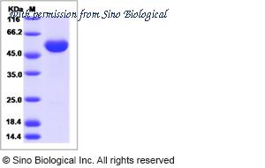 Sino Biological 16137-H02H image 1