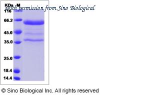 Sino Biological 51145-M01H image 1