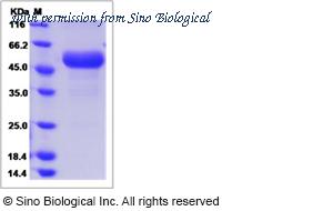 Sino Biological 51169-M02H image 1