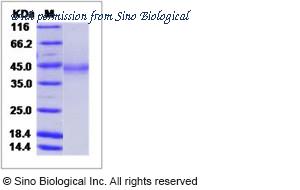 Sino Biological 10002-B08Y image 1