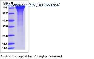 Sino Biological 16050-H08H image 1