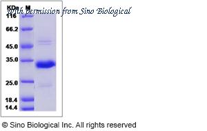Sino Biological 51156-M08H image 1
