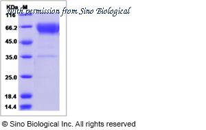 Sino Biological 81142-R05H image 1