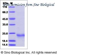 Sino Biological 13089-H08B image 1
