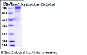 Sino Biological 10202-VCCH1 image 1