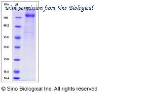 Sino Biological 10202-V08H1 image 1