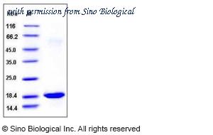 Sino Biological 50213-MNAE image 1