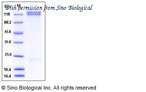 Sino Biological CT016-H2508H image 1