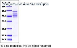 Sino Biological 40037-V08B image 1
