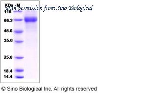 Sino Biological 14132-H08H image 1