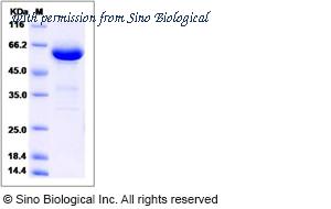 Sino Biological 90192-C08H image 1