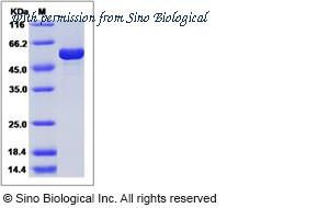Sino Biological 40207-V08B image 1
