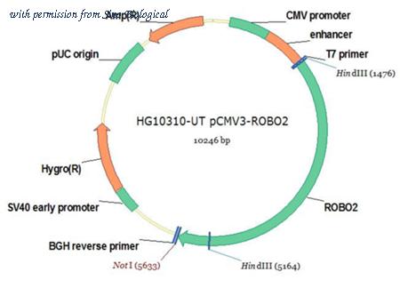 Sino Biological HG10310-UT image 1