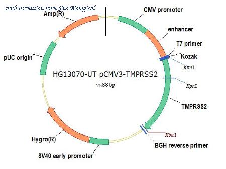 Sino Biological HG13070-UT image 1