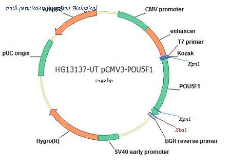 Sino Biological HG13137-UT image 1