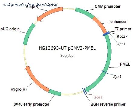 Sino Biological HG13693-UT image 1