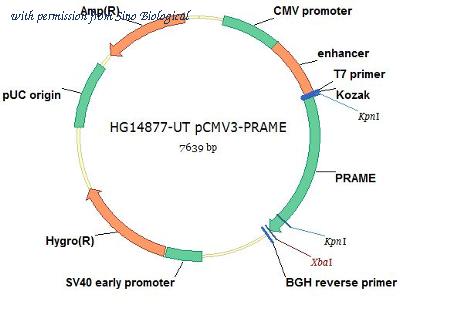 Sino Biological HG14877-UT image 1