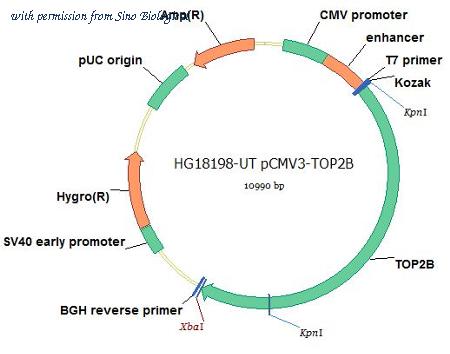 Sino Biological HG18198-UT image 1