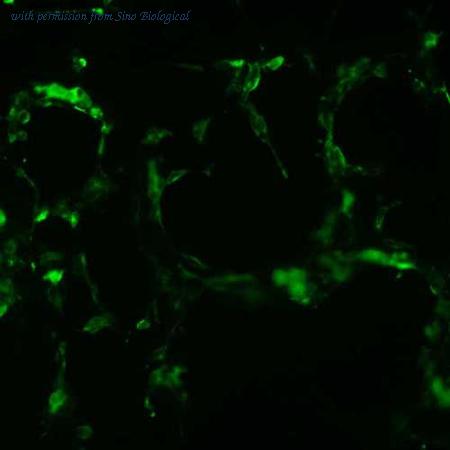 Sino Biological VG40069-CF image 1