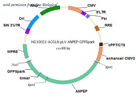 Sino Biological HG10051-ACGLN image 1