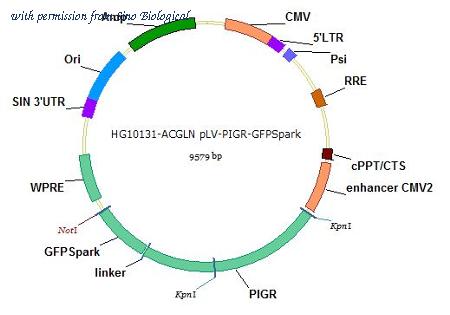Sino Biological HG10131-ACGLN image 1