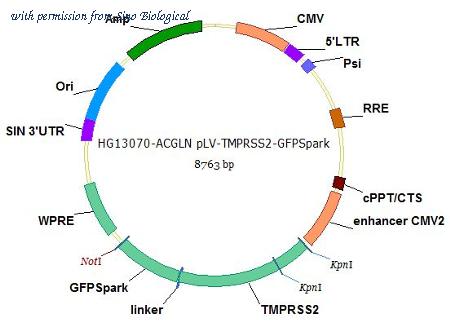 Sino Biological HG13070-ACGLN image 1