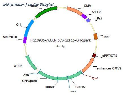 Sino Biological HG10936-ACGLN image 1