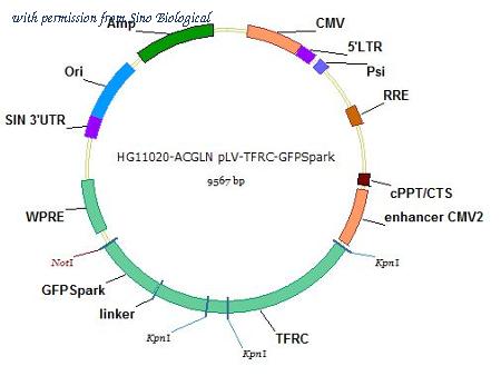 Sino Biological HG11020-ACGLN image 1