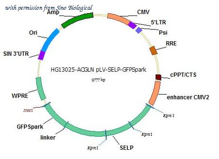 Sino Biological HG13025-ACGLN image 1