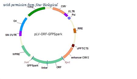 Sino Biological HG13127-ACGLN image 1