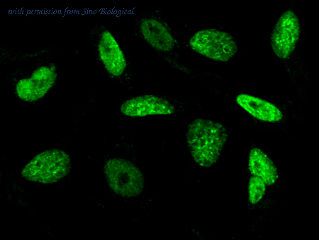 Sino Biological 100002-MM02 image 1