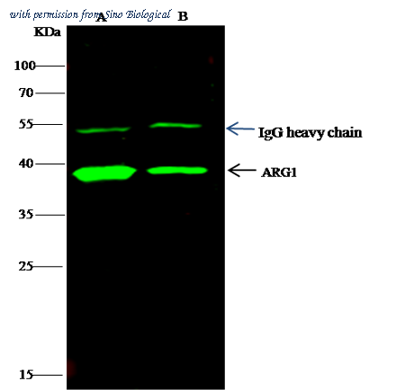 Sino Biological 100028-MM15 image 1
